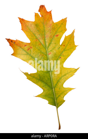 Modifica di caduta foglie di quercia Foto Stock
