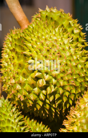 Durian al Pak Klong Talat fiore e mercato ortofrutticolo a Bangkok, in Thailandia Foto Stock