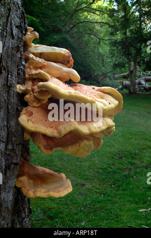 Pollo di boschi Laetiporus sulfurei Foto Stock