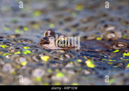 Rana comune Rana temporaria in frog spawn Foto Stock