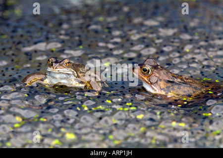Rane comuni Rana temporaria tra frog spawn Foto Stock