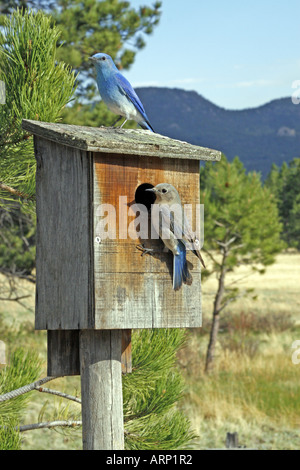 Mountain Bluebirds su Nestbox vicino a Montagne Rocciose Foto Stock