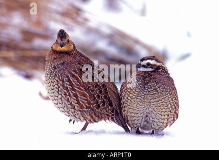 Northern Bobwhite coppia nella neve Foto Stock