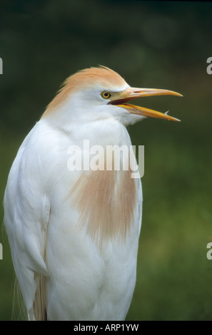 Airone guardabuoi Bubulcus ibis ritratto Foto Stock