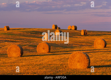 Le balle di paglia Cavendish Prince Edward Island in Canada Foto Stock