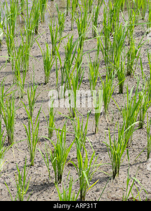 Asian riso (Oryza sativa) Foto Stock