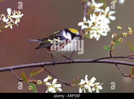 Facciata di castagno trillo appollaiato in fiori bianchi Foto Stock