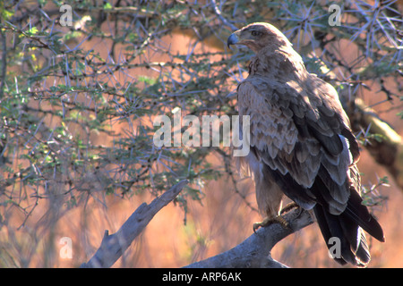 Adulto Tawny Eagle ( fase scuro) appollaiato su un ramo di Acacia in cerca di prede. Foto Stock