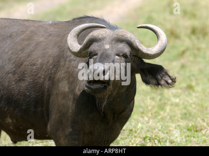 Buffalo,ritratto frontale di un giovane capo buffalo,Masai Mara,Kenya Foto Stock