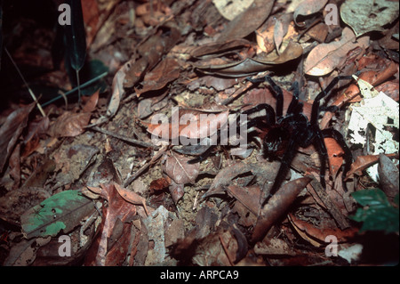Black tarantola amazzonia Perù Foto Stock