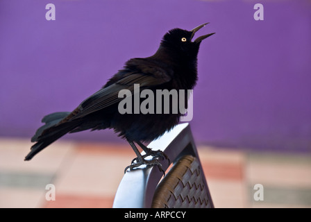 Carib Grackle Foto Stock