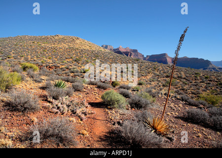 CLEAR Creek Trail e il deserto vicino ZOROASTER CANYON lavare all'interno del GRAND CANYON NEL PARCO NAZIONALE DEL GRAND CANYON ARIZONA USA Foto Stock