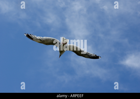 Francia Bretagna Saint Malo uno Seagull battenti Foto Stock