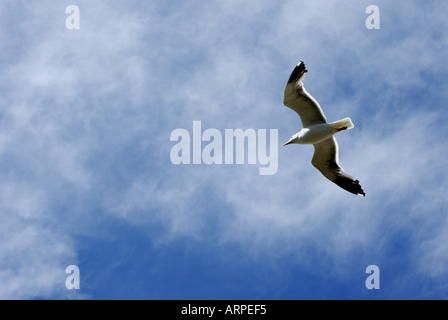 Francia Bretagna Saint Malo uno Seagull battenti Foto Stock