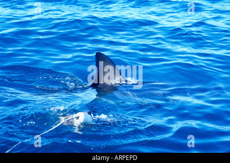 Pinna dorsale di un grande squalo bianco la rottura della superficie. Foto Stock