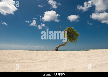 Divi-divi Tree in Aruba Foto Stock