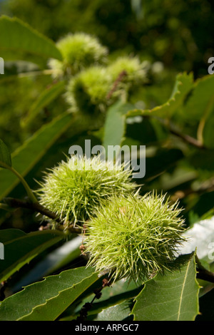 17 settembre 2005 castagne crescendo in Kent England Foto Stock