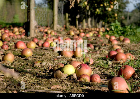 17 settembre 2005 Manna Cox le mele in Kent England Orchard Foto Stock
