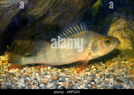 Pesce persico Perca fluviatilis animale in cattività Foto Stock