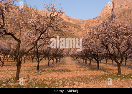 Mandorlo fiorisce in primavera, Andalusia, Spagna Foto Stock