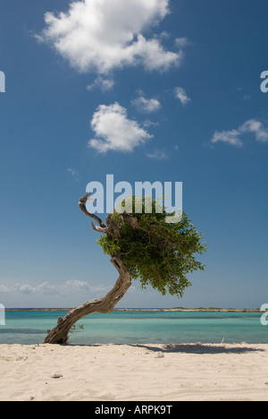 Baby Beach, Aruba Foto Stock