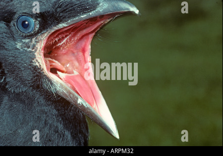 Carrion Crow Corvus corone giovani incoronazione Foto Stock