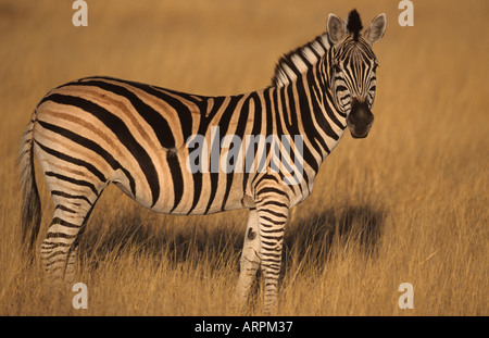 Zebra comune di Equus burchelli Botswana Foto Stock