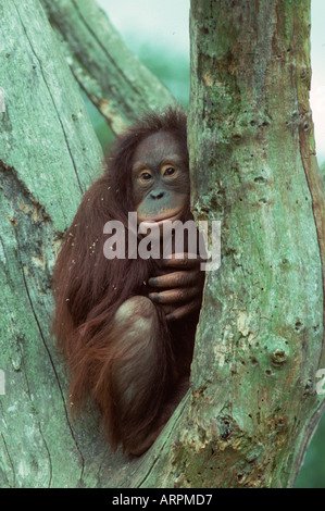 Orang-Utan Pongo pygmaeus Foto Stock