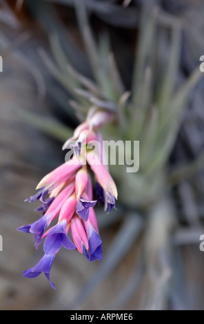 Airplant Tillandsia Tenuifolia Foto Stock