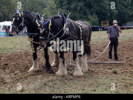 Heavy cavalli vapore Rudgwick & Country Show, 2006 Foto Stock