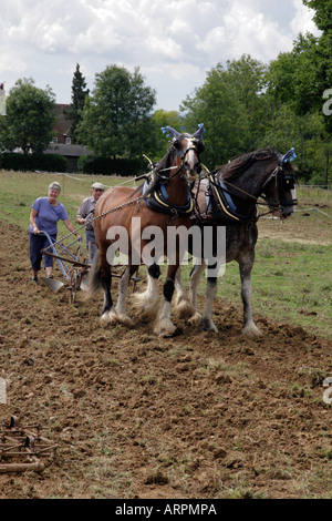 Heavy cavalli vapore Rudgwick & Country Show, 2006 Foto Stock