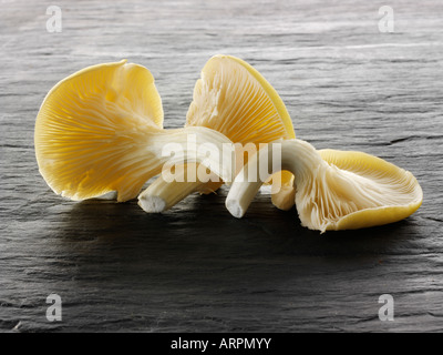 Cibo ancora vita di funghi ostriche fresche raccolte crude giallo su uno sfondo di ardesia nera Foto Stock