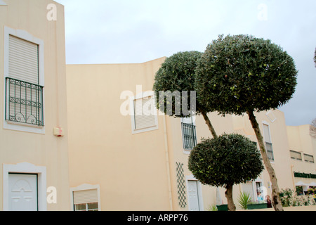 Forma artistica taglio rotondo olivi in suburbia Silves Algarve Portogallo Foto Stock