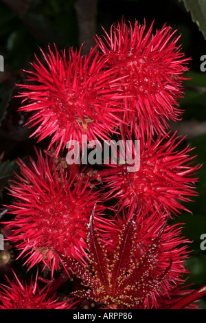 Olio di ricino pianta Ricinus sbocciano i fiori e foglie Algarve Portogallo Foto Stock