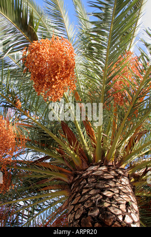 Data delle Canarie Palm Tree e frutta Algarve Portogallo Europa Foto Stock