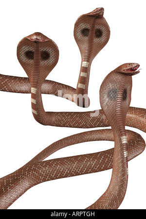 Eseguire il rendering. Gruppo di brown Cobra serpenti su sfondo bianco. Foto Stock