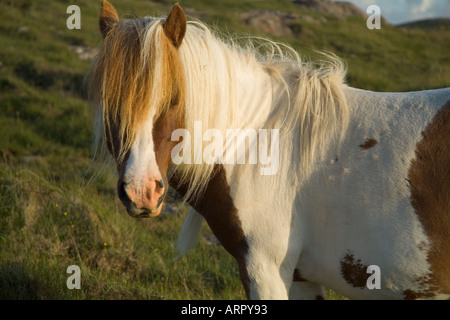 Dh pony Shetland pony pezzati animale shaggy pelose pony Shetland Foto Stock