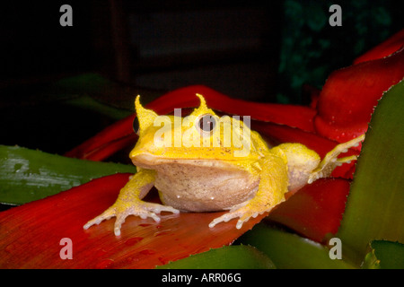 Isola Salomone rana foglia (Ceratobatrachus guentheri), Isole Salomone, Sud Pacifico Foto Stock