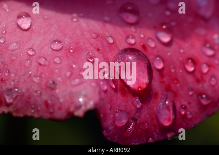 Gocce d'acqua su una rosa dopo una doccia a pioggia Foto Stock