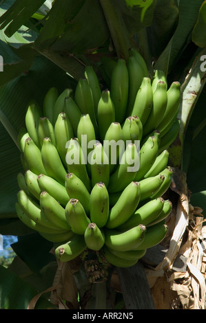 Primo piano di banane frutta frutta coltivazione su Banana albero Funchal Madeira Portogallo Europa UE Foto Stock
