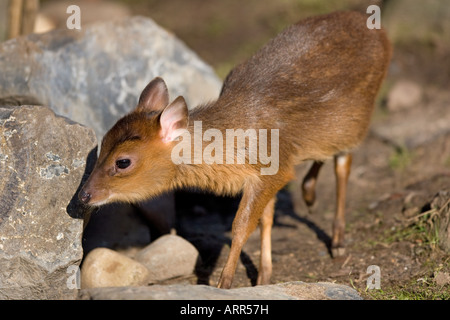 Reeves (o cinese) muntjac infant - Muntiacus reevesi Foto Stock