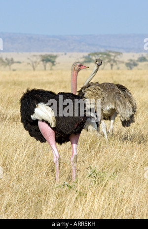 Struzzo comune coppia(maschio e femmina) Foto Stock