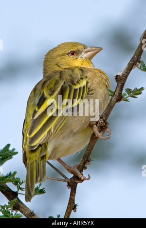 Villaggio Weaver Foto Stock