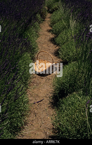 Campo di lavanda su un paese rurale farm carrello lungo il percorso Snohomish County Marysville Washington stato USA Foto Stock