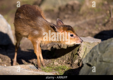 Reeves (o cinese) muntjac infant - Muntiacus reevesi Foto Stock