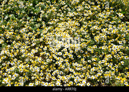 Profumati, Mayweed matricaria recutita, Asteraceae, Echte Kamille, camomilla vraie, Camomilla comune Foto Stock
