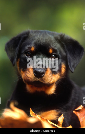 Dave Porter ritratto di una razza Rottweiler cucciolo Foto Stock