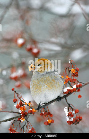 Pino femmina Grosbeak appollaiato in Siberia - Crab Apple Tree bacche con Snow - Verticale Foto Stock