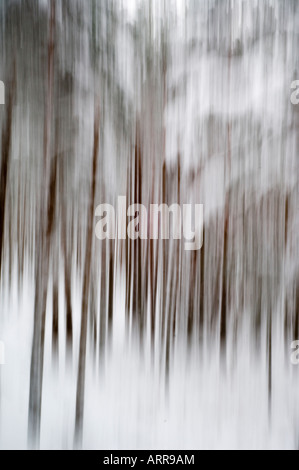 Pineta di pino silvestre in inverno Foto Stock