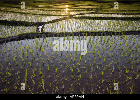 Oryza sativa. Le risaie al tramonto nella rurale campagna indiana. Andhra Pradesh, India Foto Stock